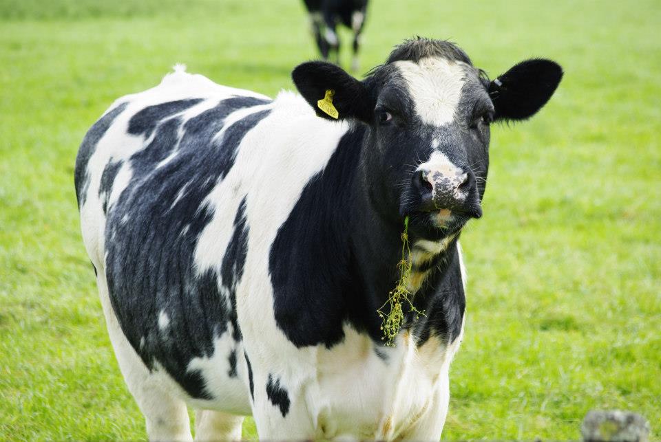 Oestrus Cycle in Cattle - Donald S McGregor & Partners Ltd | Caithness  Veterinary Surgeons